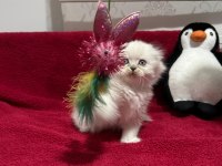 Scottish ve british shorthair yavrular