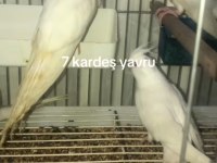 Albino sultan bebekler yuvadan uçmaya hazır