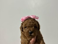 KORE SAF KAN TOY POODLE DİŞİ