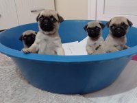 Pug yavruları geldi safkan orjinal