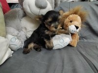 Erkek yorkshire terrier yavrular