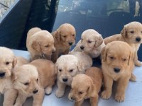 Golden Retriever Yavrular Irk Sağlık Garantili