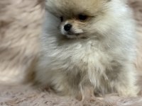 Ukrayna Girişli Orjinal Pomeranian Boo