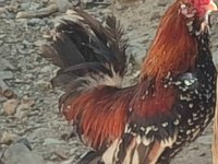 İspenç horozu