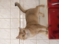 Golden Ny 12 British Shorthair