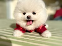 1 Yaşında Pomeranian Boo Sahibini Arıyor
