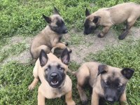 Köpeklerimiz Sevgi Dolu Yuvalarına Hazır