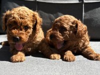 ORİJİNAL RED BROWN TOY POODLE YAVRULARIMIZ