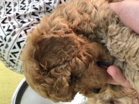 Red toy poodle ev bebeğidir