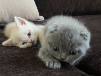 Son british shorthair yavrular yeni yuvalarını arıyoruz