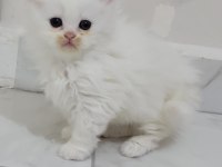 3 aylık İran kedisi