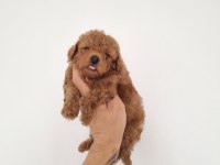 RED BROWN ERKEK LEKESİZ TOY POODLE GARANTİLİ