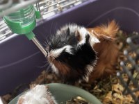 Ginepig oğlumuz rıfkıya yeni yuva arıyoruz
