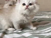 Nadir Renk British Longhair