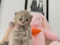 SAFKAN BRITISH LONGHAİR KEDİMİZ