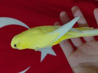 Ele alıştırmalık yavru muhabbet kuşu