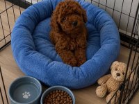 İzmir De Toy Poodle Garantili Ev Üretimi