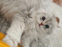 SAFKAN ERKEK KEDİMİZ