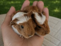 Safkan ginepig coronet yavrular
