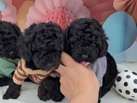 2 Aylık Kore Poodle Yavruları