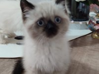Teslime hazır scottish fold yavrular