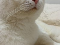 1 yaşında dişi Scottish fold