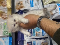 Irkının en güzel örnekleri kediler