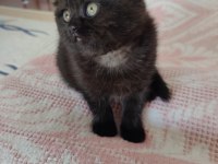 Scottish Fold Kara Kızımız