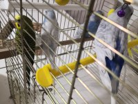 6 adet karışık cinsiyet muhabbet kuşu