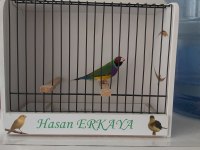 Erkek Goldian Finch