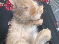 Yavru Lop Tavsanlar