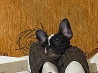 3 aylık french bulldog dişi
