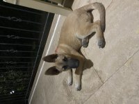 Malinois Belçika kurdu