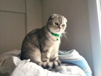 Ücretsiz kısırlaşma şartı ile scottish fold sahiplendirme