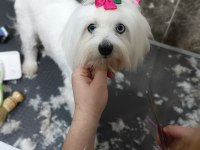 5 aylık maltese terrier ped eğitimi vardır