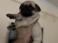 Üst kalite ırkının en iyisi pug mops