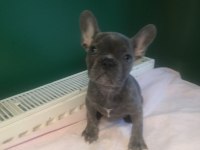 A kalite blue french bulldog yavrularımız