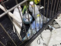 Sağlıklı yavru muhabbet kuşları uygun verilecektir
