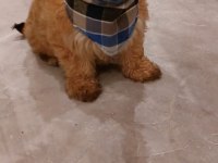 Egzotik Yorkshire terrier 0 numara