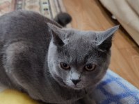 Full şecereli british shorthair blue point