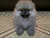 Teddy Bear Pomeranian Boo Bebeğim