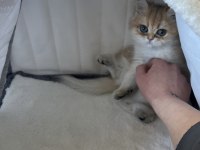 Golden Tombiş British Shorthair