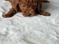 SAFKAN RED BROWN TOY POODLE