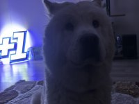 Çin aslanı Lizaya acil yuva
