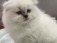 British longhair beyaz yavrumuz