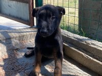 3 Dişi 1 Erkek Belçika Malinois Yavrular