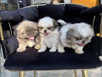 A kalite shih tzu bebekler