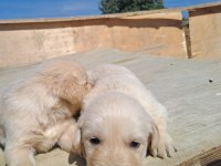 Dişi erkek golden retriever
