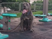 Safkan cane corso