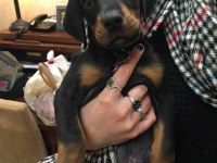 İsteğe Özel Estetik Doberman